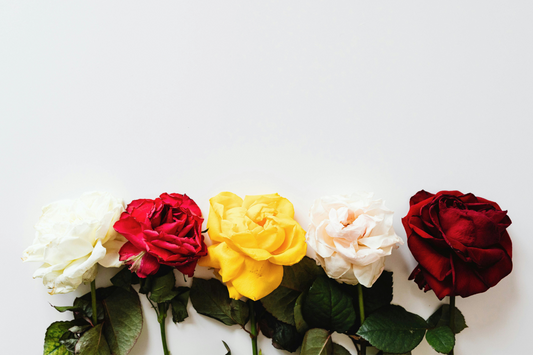 Rose Colour Meanings: How to Choose the Right Roses for Every Occasion
